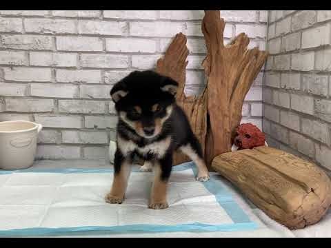 Black & Tan Shiba Inu - Daniela