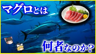 【ゆっくり解説】日本人はいつから鮪を食べていた？「マグロ」とは何者なのか？を解説/マグロの養殖の歴史と近大マグロ