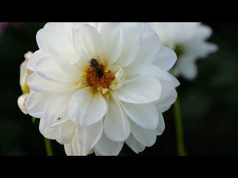 footage + white dahlia and bee