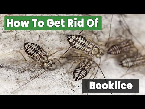 How to Get Rid of Booklice | Just 14 Steps to Solved Booklice Problem