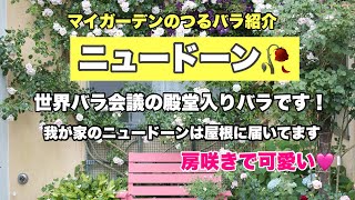 マイガーデンのお薦めつるバラ「ニュードーン」をご覧下さい！屋根まで届いてますよ笑