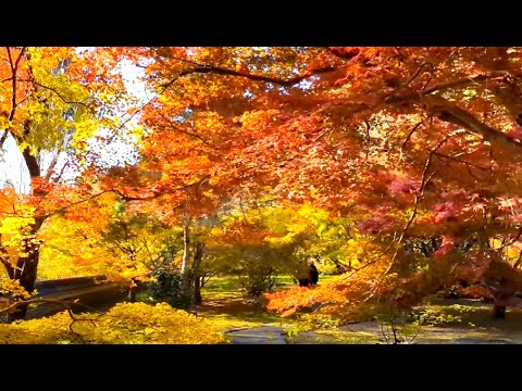 【大智寺　紅葉】　岐阜市　2024年12月2日（月）　　Gifu-Japan