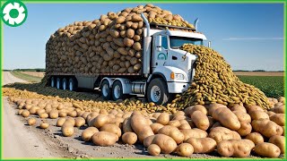 Transporting Potato This Way - Turns Potato Fields into Gold Mines| Agriculture Technology