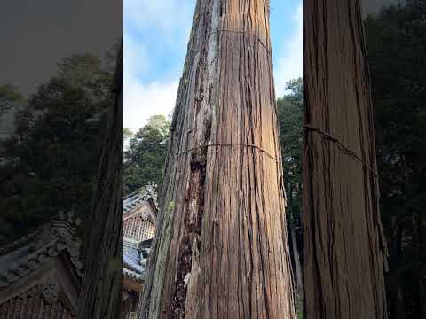 賀茂神社の杉の木 ご立派🙏