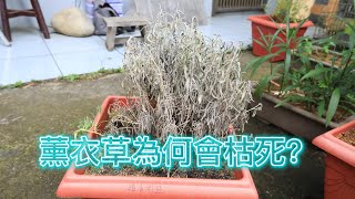 薰衣草為何會枯死？【2022/07/02】