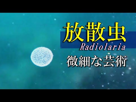 【 放散虫 】海の芸術は解明されない　Radiolaria