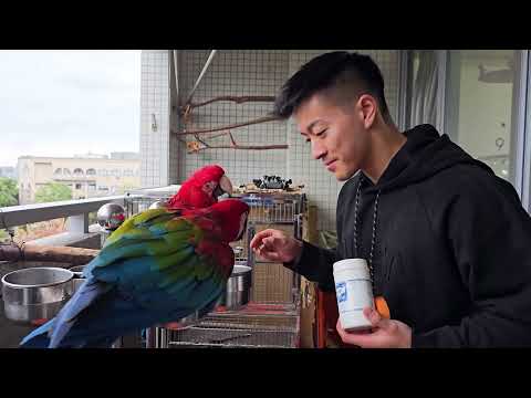 Nov 02,2024 Richard Feeding Bird at Taiwan