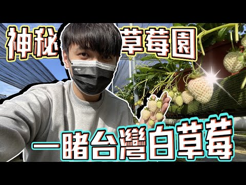 【尋農高手】首見！台灣白草莓，拜訪大湖神秘草莓園【紅寶石草莓園】