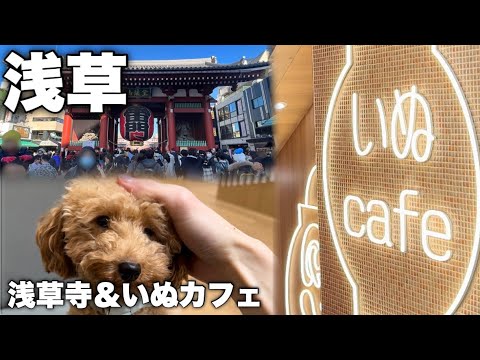 【Vlog】浅草散策！初めての犬カフェで人生最大のモテ期到来からの最悪の絶望エンド