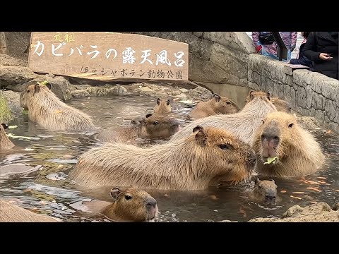 【癒し】伊豆半島の旅 part3 伊豆シャボテン公園～熱海ウオミサキホテル