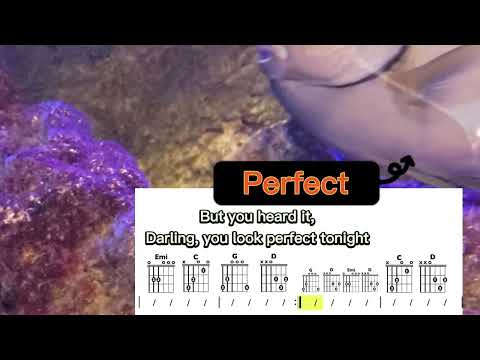 Perfect - Easy chord and lyric for beginner