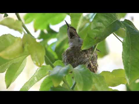 Mama Hummingbird Flora is Building a New Nest