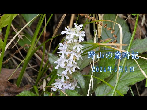 野山の歳時記　大型連休中に撮れた花　2024年5月5日