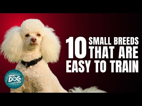 10 Small Dog Breeds That Are Easy to Train