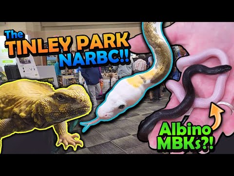 Attending a Huge Reptile Expo in Tinley Park!! (NARBC 2024)