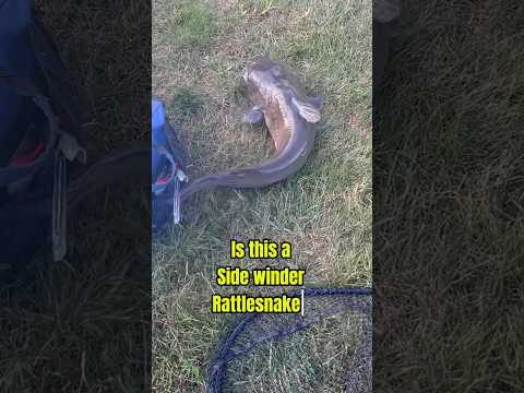 Is THIS A RATTLESNAKE Or A CATFISH?!! 🐍🐟🫢 #shorts #fishing #reaction