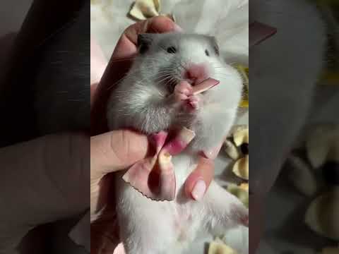 Cute rat eating food / cute pet eating #shorts #pet #rat