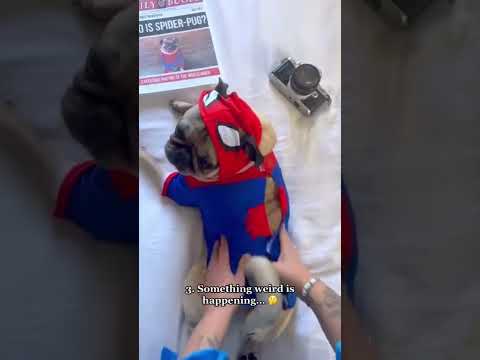 How To Give Your Dog a #spiderman Massage🕸️🕷️