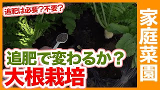 大根に追肥は必要か！？家庭菜園や農園の大根栽培で鶏糞肥料を追肥する場合としない場合で比較栽培してみた！追肥編【農家直伝】