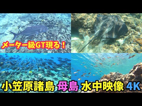 母島の海に大物現る！【日本一遠い島】GT水中映像 小笠原諸島 Giant trevally(ロウニンアジ)