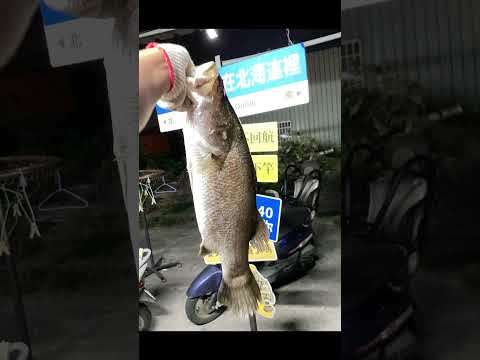 你又想騙我  被魚釣了