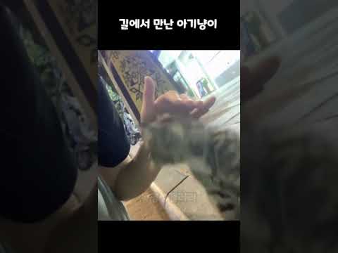 길에서 만난 아기냥이