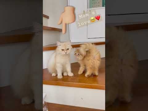 Cute lovely cats🫠 #shortvideo #shorts #cute