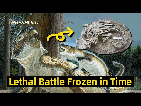 Dinosaur Killer - Fossil Shows Mammal eating a Dinosaur