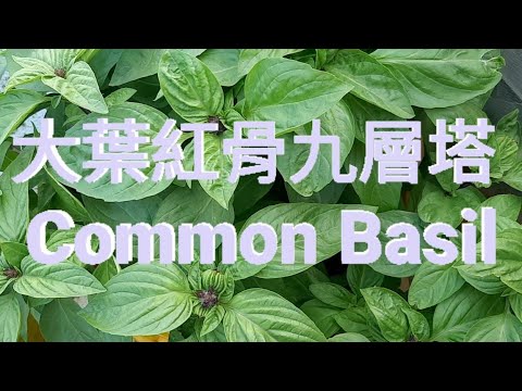 大葉紅骨九層塔 Common Basil