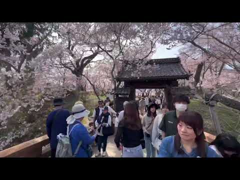 【長野】高遠城址公園 天下第一櫻