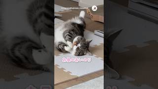 おやつをください…🐟｜PECO #ミヌエット #猫 #愛猫家 #猫動画 #猫のいる暮らし #minuet #cat #catlover #catvideos #catlife