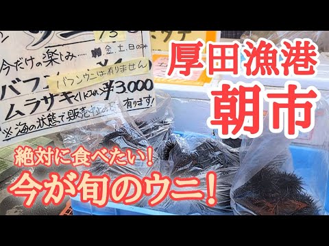 【北海道】厚田港朝市🐟採れたてウニを買うなら何時頃？値段と気になるお味は？！