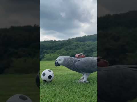 オリビアの華麗なるゴール⚽