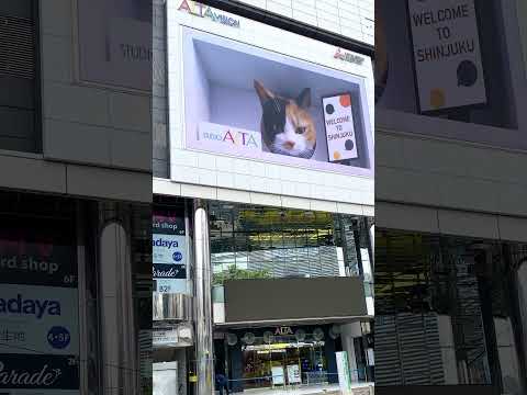 📍shinjuku,japan 新宿,日本 giant 3D cat on the billboard in Shinjuku Japan 日本の新宿の看板に巨大な3D猫 #shorts