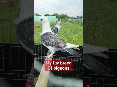 my new pair of pigeons