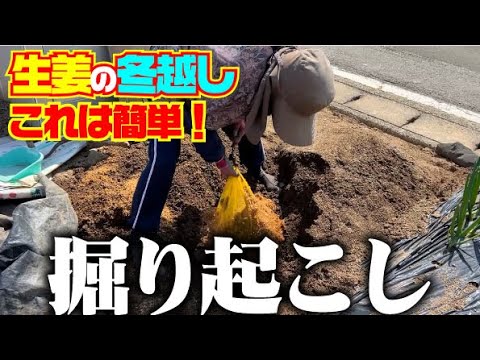 【もう買わない】生姜は簡単に土中保存できます【生姜】