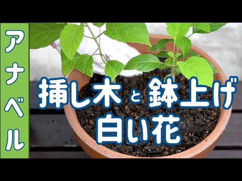 アジサイ アナベル 挿し木と鉢上げと今年も咲いた白い花