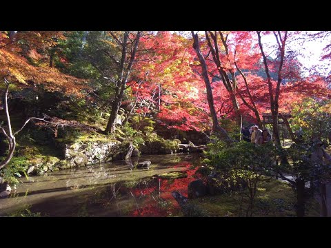 紅葉の名所めぐり　／湖東三山・金剛輪寺　癒しのタイムチャンネル＃75