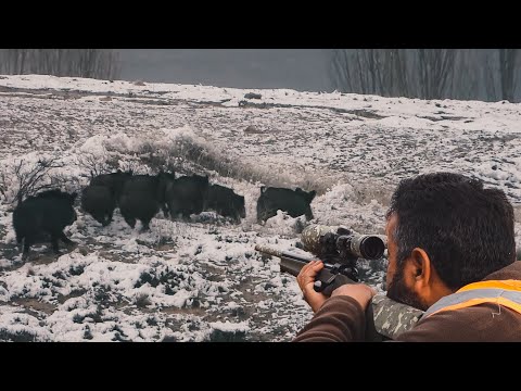 AWESOME WILD BOAR HUNT IN WINTER - KARDA EFSANE DOMUZ AVI MACERASI