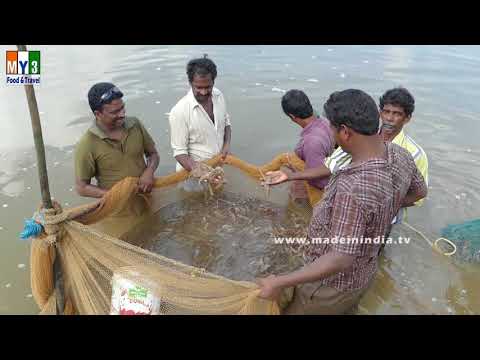 Prawns Cltivation | Royyala Cheruvu | FOOD & TRAVEL TV