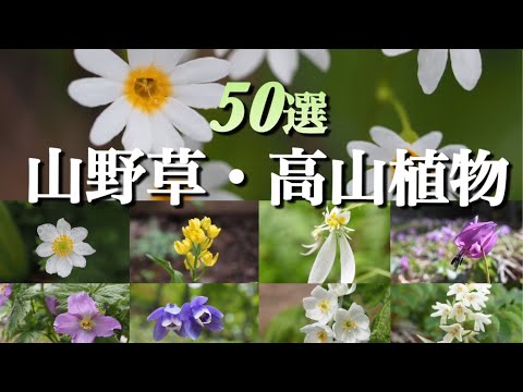 【山野草・高山植物】この花なぁに　厳選50種　花好きな方には脳トレ　初心者の方は好きな花を見つけてください　楽しく花活しましょう！