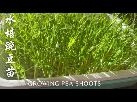 How to Grow Pea Shoots at Home Without Soil &Stir-Fried Pea Shoots with Garlic(Vegan)