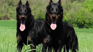 The Beauceron- Rare French Breed.