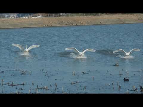 白鳥　田尻池　2019 2 25