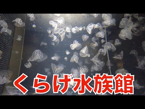 【遊びを仕事にする！】くらげで有名な加茂水族館に行って来ました！