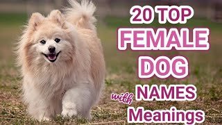 Top 20 Female Dog names | Popular trending female dog names with meanings