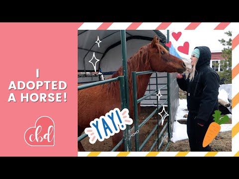 I Adopted a Horse!