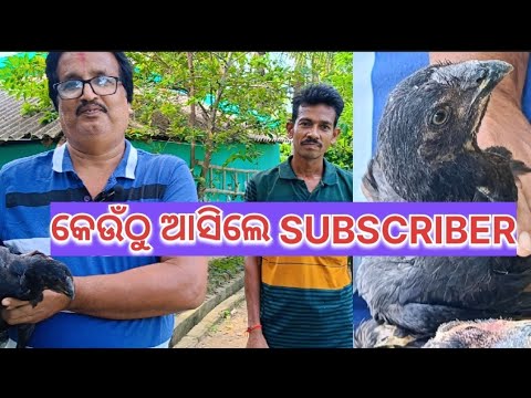 କେଉଁଠୁ ଆସିଲେ SUBSCRIBER@basanta_sir_kitchengarden #youtube#chicken