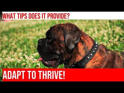 How To Help Your Boxer Adjust To New Environments