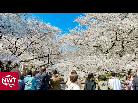 Cherry Blossoms 2021, Tokyo Nakameguro 4K